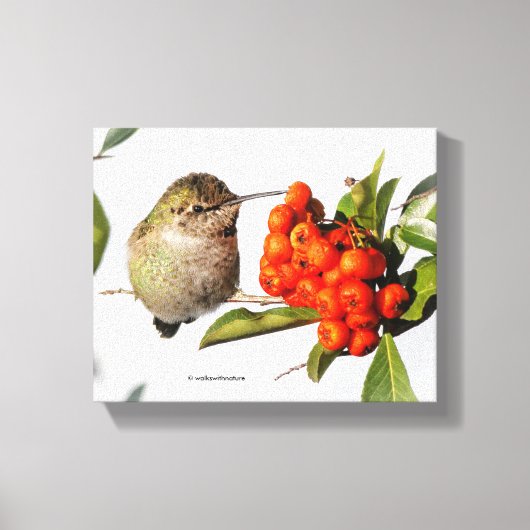 Anna's kolibrie poseert bij de Pyracantha Canvas Afdruk (Voorkant)