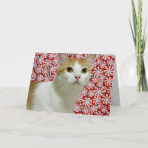 Annie's zoete Kerstmis ( kat / Kitten ) Feestdagen Kaart
