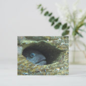 Annoyed Sentry Fish Briefkaart (Staand voorkant)