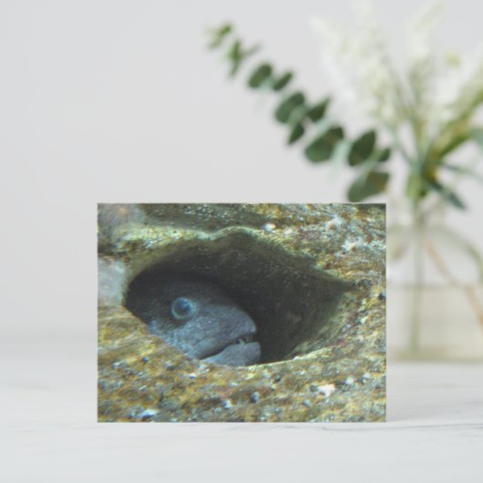 Annoyed Sentry Fish Briefkaart (Staand voorkant)