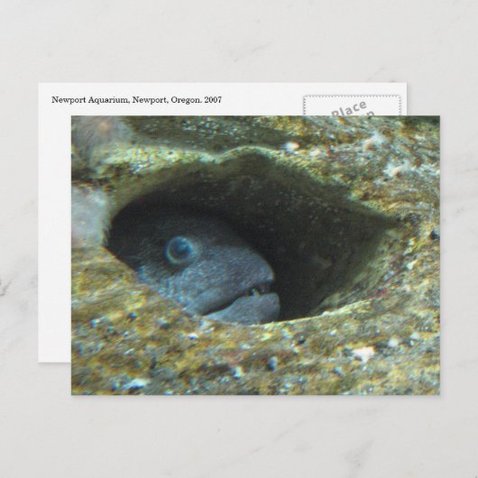 Annoyed Sentry Fish Briefkaart (Voorkant / Achterkant)