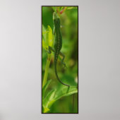 Anole95 Poster (Voorkant)