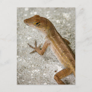 Anole #2 briefkaart