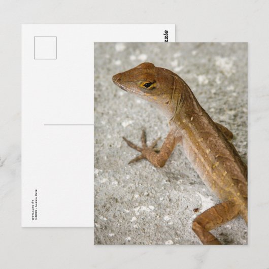 Anole #2 briefkaart (Voorkant / Achterkant)