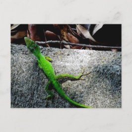 Anole 6704 briefkaart