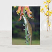 Anole die Nectar van Oranje Bloemen drink Kaart (Gele Bloem)