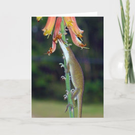 Anole die Nectar van Oranje Bloemen drink Kaart