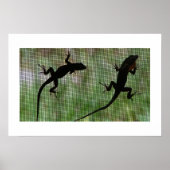 Anole Dual Poster (Voorkant)