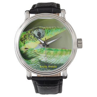 Anole Horloge: Anolis equestris Horloge