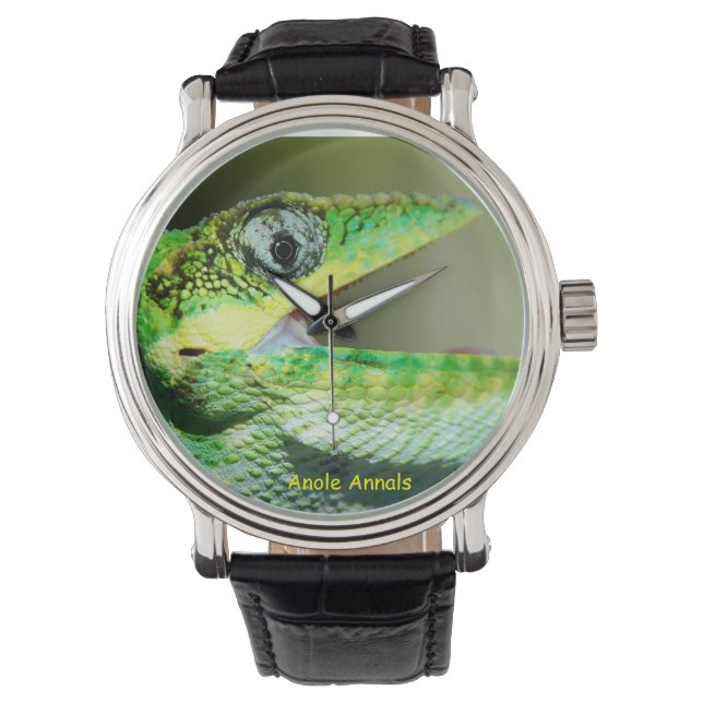 Anole Horloge: Anolis equestris Horloge (Voorkant)