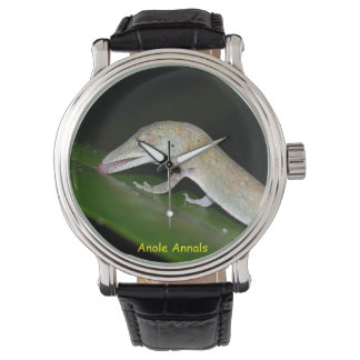 Anole Horloge: Anolis occultus Horloge