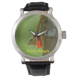 Anole horloge: Anolis pulchellus Horloge