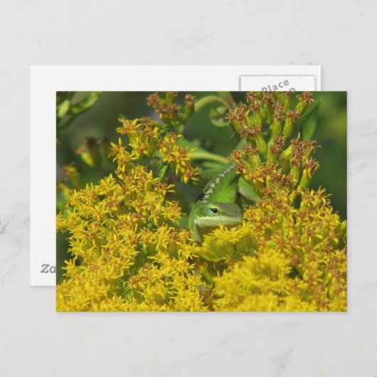 Anole in het Briefkaart Goldenrod (Voorkant / Achterkant)