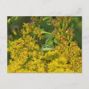 Anole in het Briefkaart Goldenrod