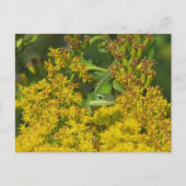 Anole in het Briefkaart Goldenrod (Voorkant)