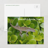 Anole Lizard in Florida Briefkaart (Voorkant / Achterkant)