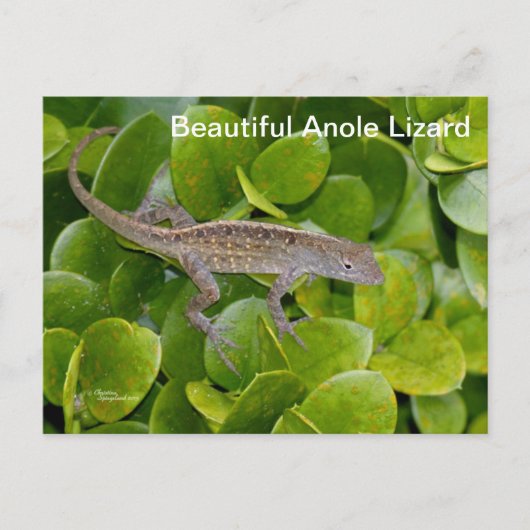 Anole Lizard in Florida Briefkaart (Voorkant)