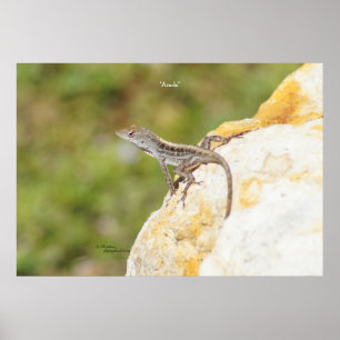 Anole Lizard Rock Poster of Print