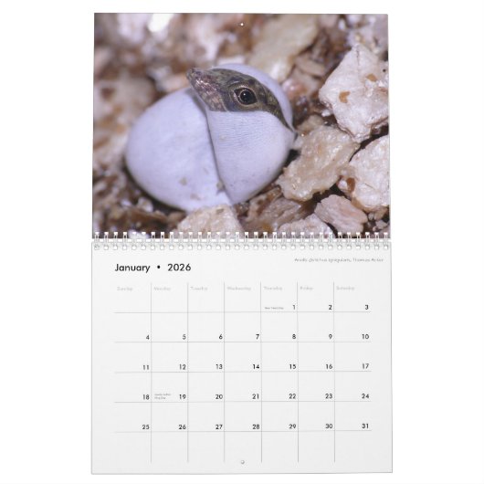 Anoles 2016 - An Anole Annals Production Kalender (Jan 2026)