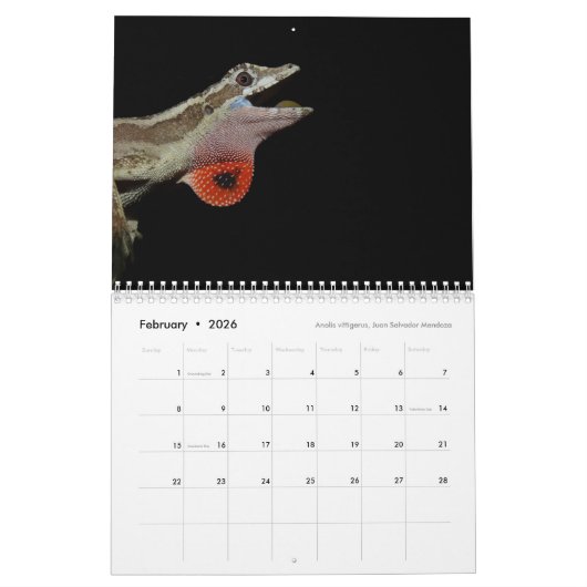 Anoles 2017 - An Anole Annals Production Kalender (Feb 2026)