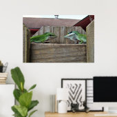 Anoles Face off Poster (Thuiskantoor)