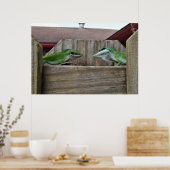 Anoles Face off Poster (Keuken)
