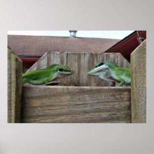 Anoles Face off Poster