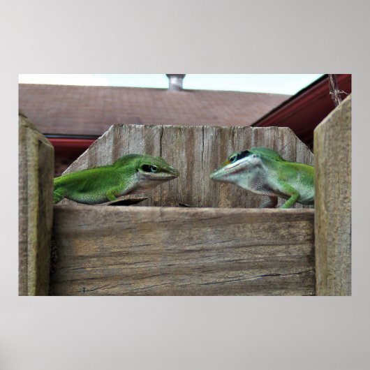 Anoles Face off Poster (Voorkant)