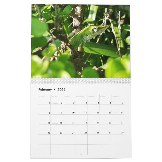 Anoles Lizard Kalender 2025 (Feb 2026)
