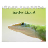 Anoles Lizard Kalender 2025 (Hoes)