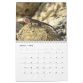 Anoles Lizard Kalender 2025 (Jan 2026)