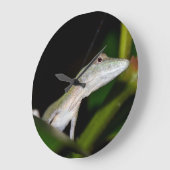 Anolis occultus klok (Hoek)