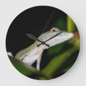 Anolis occultus klok (Voorkant)