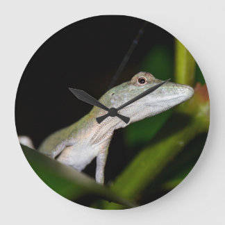 Anolis occultus klok