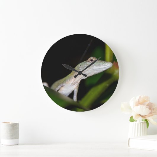 Anolis occultus klok (Huis)