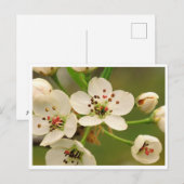 Ansichtkaart - Appelbloesem Briefkaart (Voorkant / Achterkant)