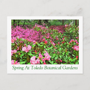 ANsichtkaart AZALEAS EN RHODODENDRON BIJ TOLEDO BO Briefkaart