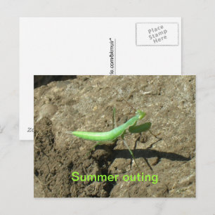 Ansichtkaart - bidsprinkhaan briefkaart