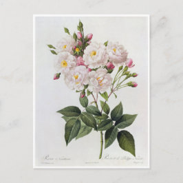 Ansichtkaart Bloemen 6 Briefkaart
