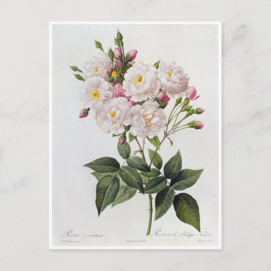 Ansichtkaart Bloemen 6 Briefkaart (Voorkant)