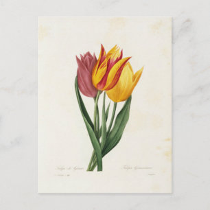 Ansichtkaart Bloemen 9 Briefkaart