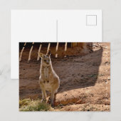 Ansichtkaart Briefkaart (Voorkant / Achterkant)