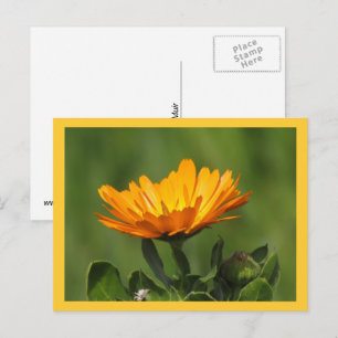 Ansichtkaart - Calendula Bloei Briefkaart