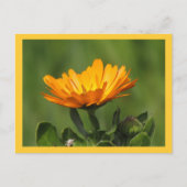 Ansichtkaart - Calendula Bloei Briefkaart (Voorkant)