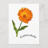 Ansichtkaart - Calendula Briefkaart (Voorkant)