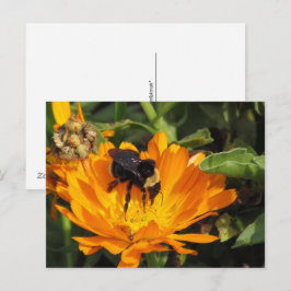 Ansichtkaart - Calendula en Bij Briefkaart