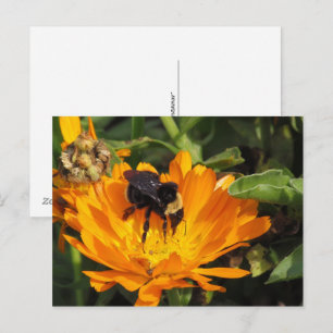Ansichtkaart - Calendula en Bij Briefkaart