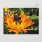 Ansichtkaart - Calendula en Bij Briefkaart (Voorkant)