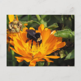 Ansichtkaart - Calendula en Bij Briefkaart