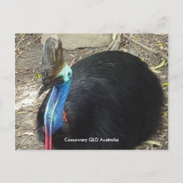 Ansichtkaart Cassowary QLD Australië Briefkaart